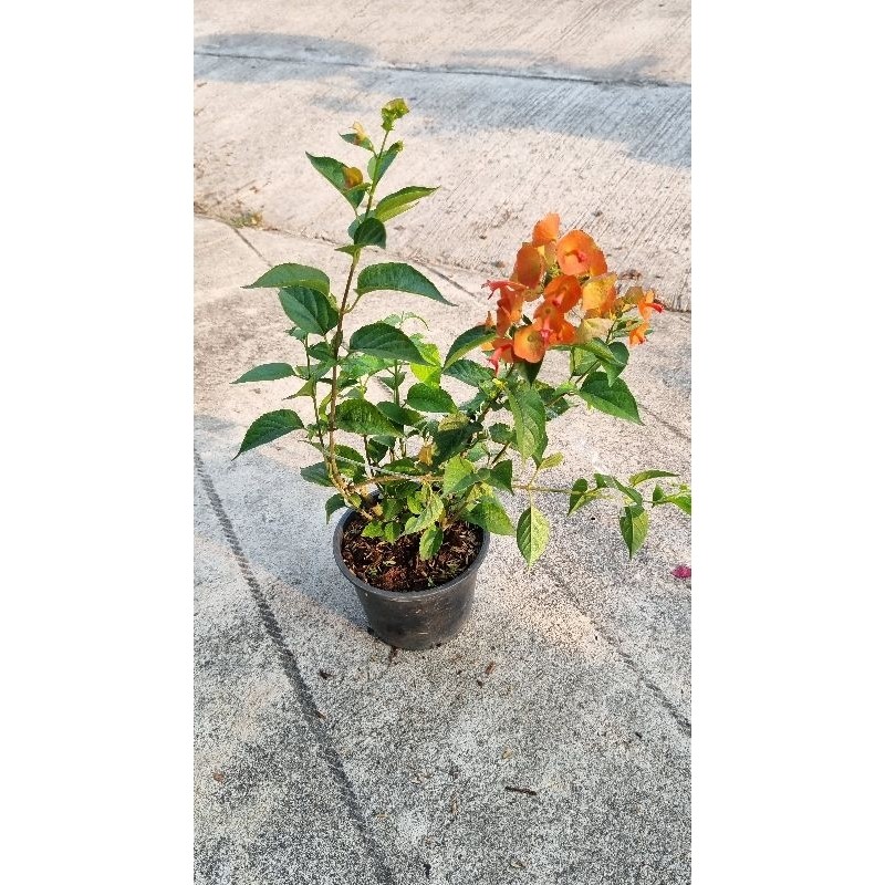 ต้นเรด้า หรือ ต้นหมวกจีน ไม้แดด ออกดอกตลอดปี - รูปที่ 2