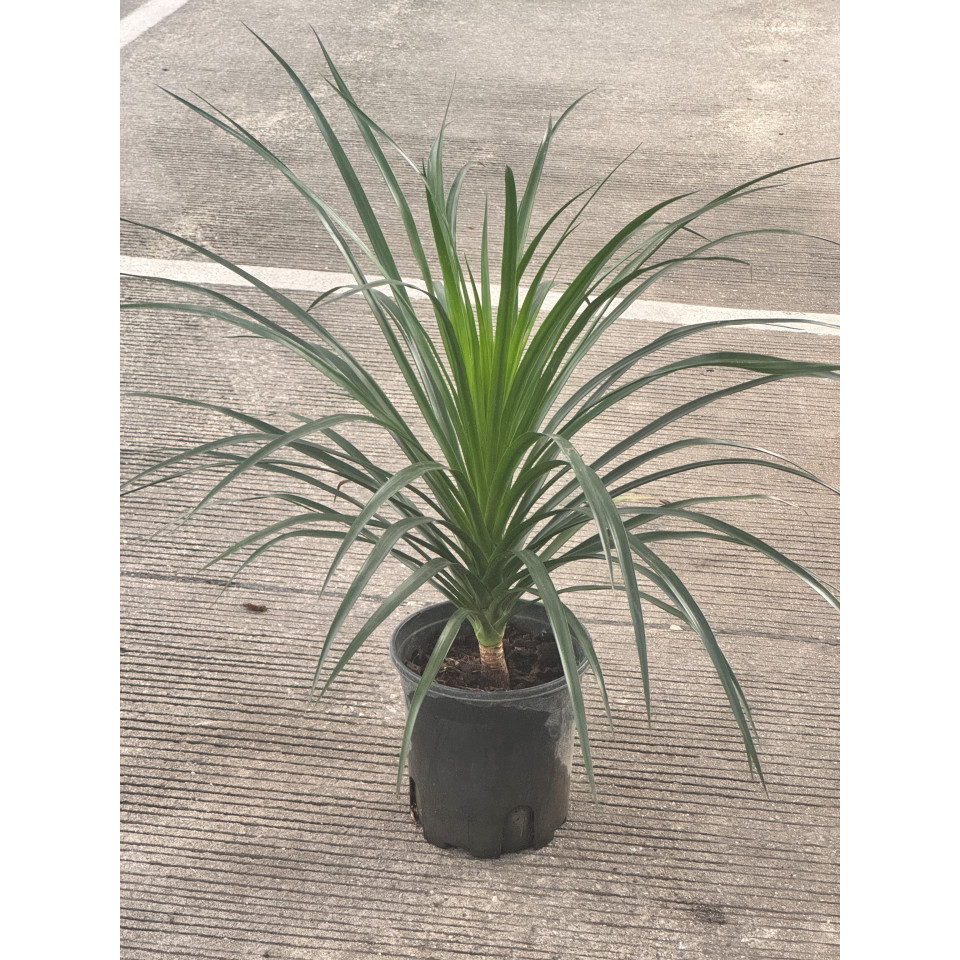 มุมมอง 2