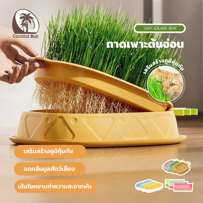 (แถมเมล็ด5ซอง)หญ้าแมว ออร์แกนิค ชุดปลูกต้นอ่อนข้าวสาลี เมล็ดข้าวสาลี ข้าวสาลีแมว​ ชุดปลูกต้นอ่อนข้าวสาลี