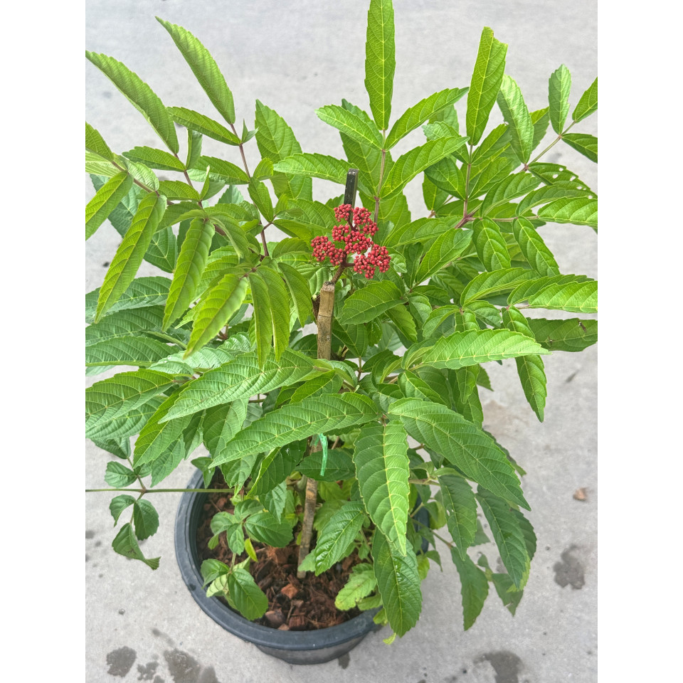 มุมมอง 6