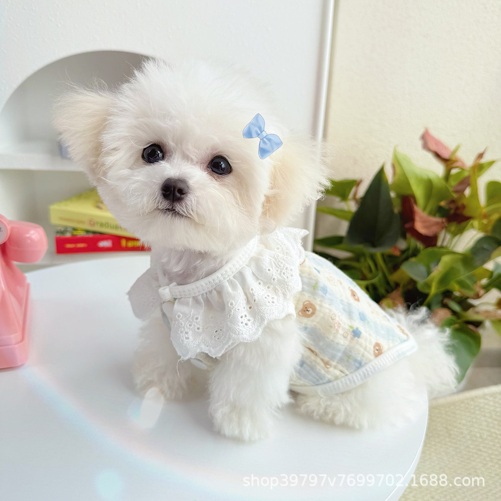 【Ready Stock】 Pet Clothes Lace Cotton Vest Spring and Summer Ins Japanese and Korean Cat Bichon Clot