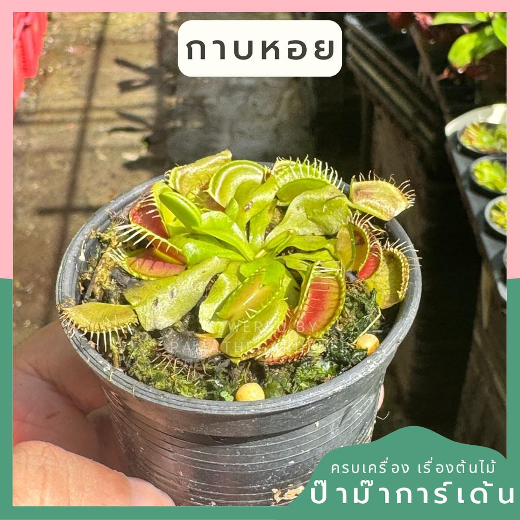 กาบหอยแครง กาบหอย กระถาง 3 นิ้ว ต้นไม้ตระกูลกินแมลง (Venus flytrap)