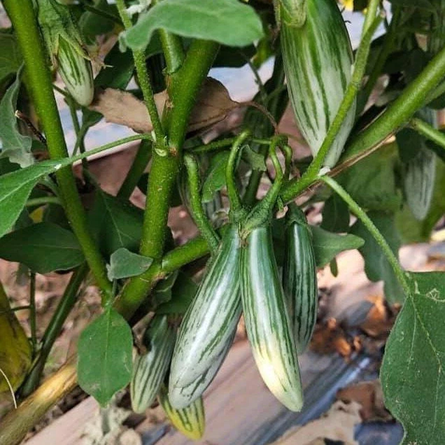 มะเขือลักบี้ตอปิโดเมล็ดพันธุ์ 40-100 เมล็ด สีเขียวลายสวย เนื้อแน่น กรอบ ปลูกง่าย ทนร้อน โตไว ให้ผลดก (ซื้อ 10 แถม1)