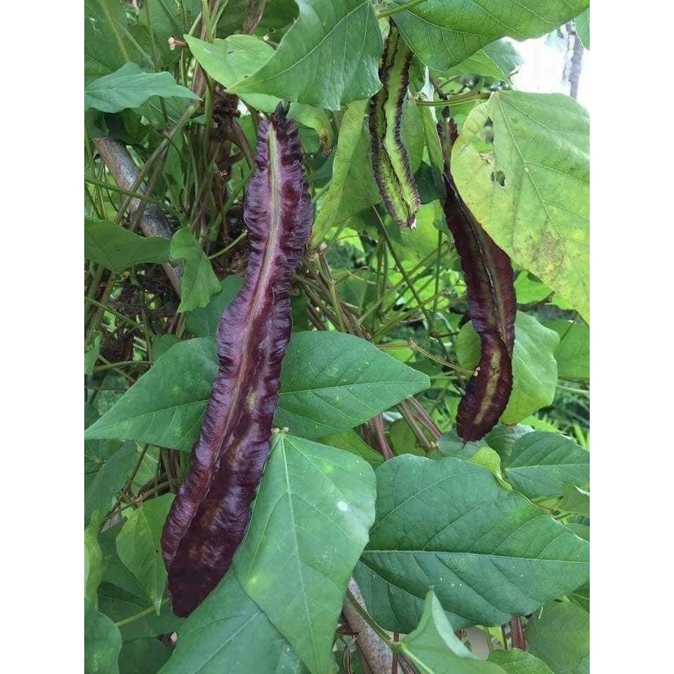 ถั่วพูสีม่วง เมล็ดพันธุ์สำหรับปลูก 4-10 เมล็ด มีคู่มือปลูก - รูปที่ 6