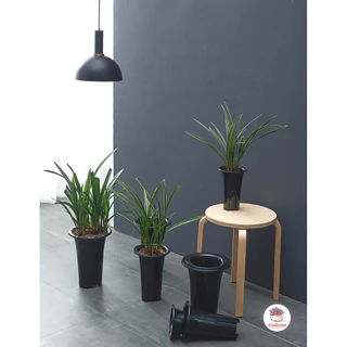 กระถางทรงสูง #LHP กระถางพลาสติก แคคตัส กระบองเพชร ไม้อวบน้ำ Cactus&Succulent