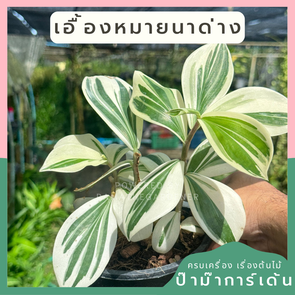 เอื้องหมายนาด่าง ไม้มงคล