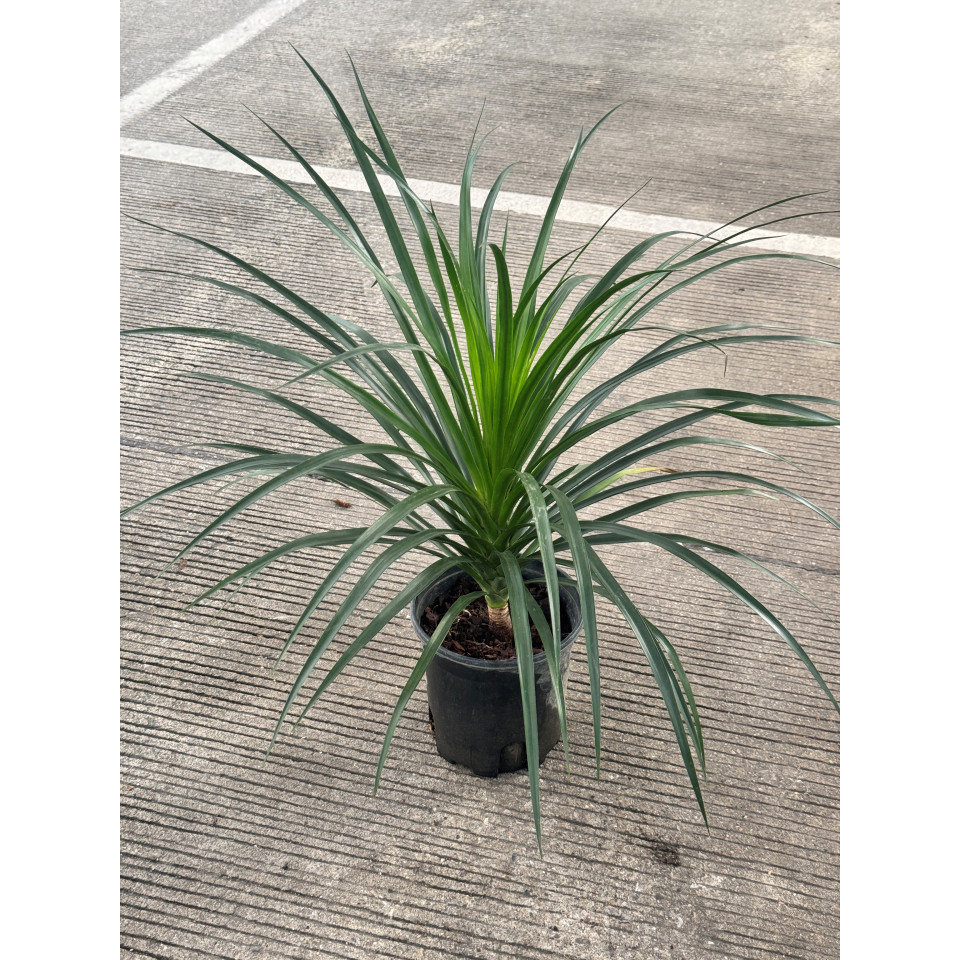 มุมมอง 3