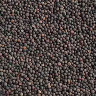 เมล็ดเพาะต้นอ่อน เบบี้คะน้า (Kale Microgreen) SUPERTOP ขนาด 1 KG.