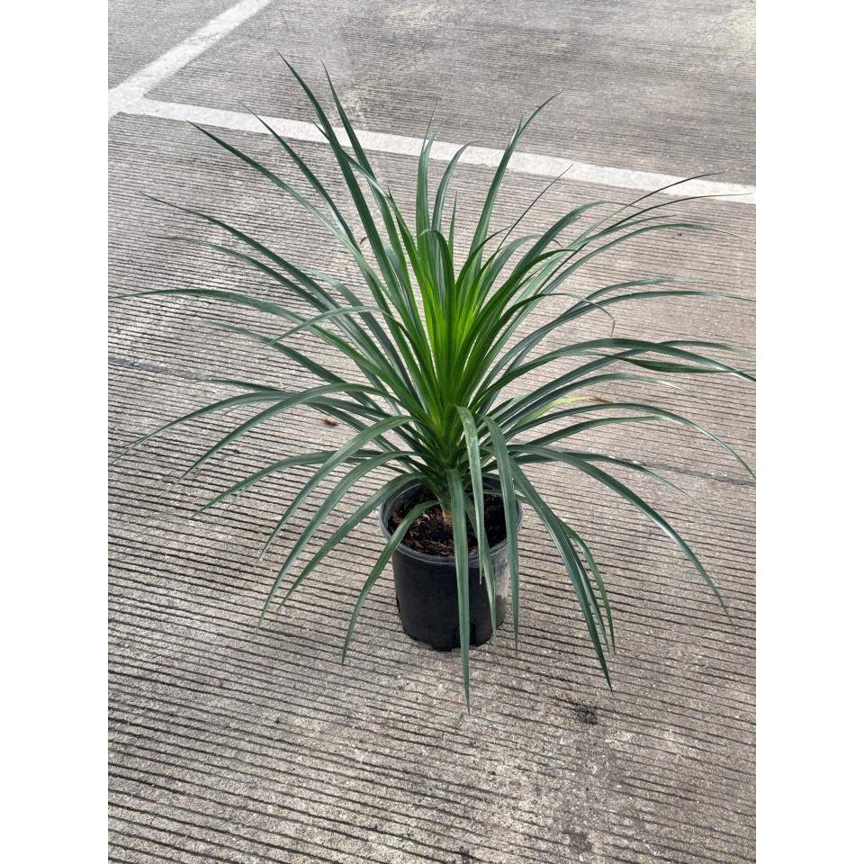 มุมมอง 6