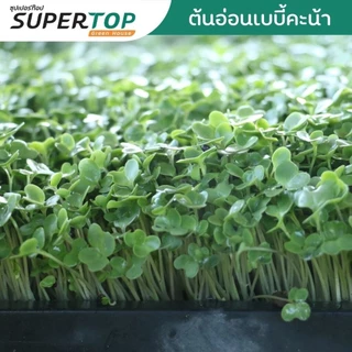 เมล็ดเพาะต้นอ่อน เบบี้คะน้า (Kale Microgreen) SUPERTOP ขนาด 1 KG.