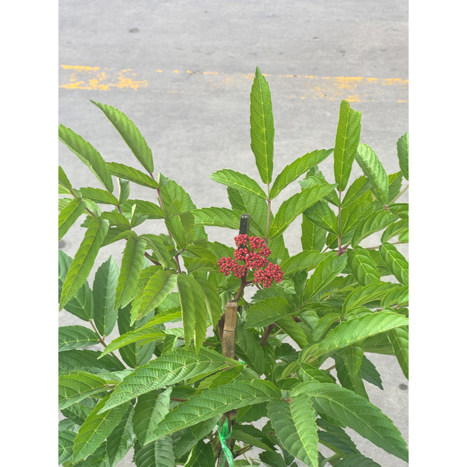 มุมมอง 5