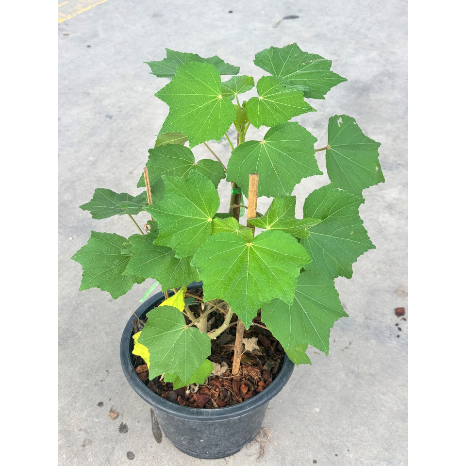 มุมมอง 2