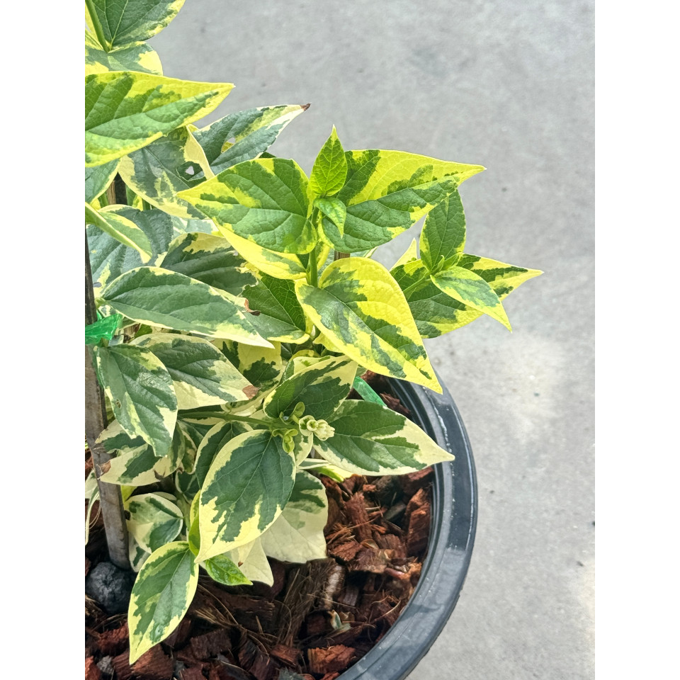 มุมมอง 3