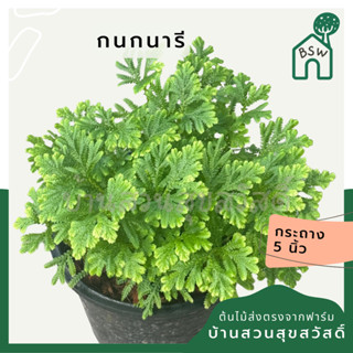 เฟิร์นกนกนารี ส่งพร้อมกระถาง 5 นิ้ว