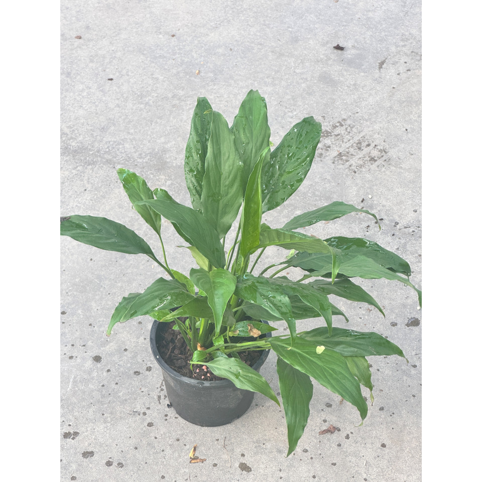 มุมมอง 3