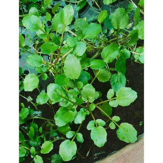 วอเตอร์​เครส​แท้ สลัดน้ำ ​90-200​ เมล็ด​ เมล็ดพัน​ธุ์​ watercress