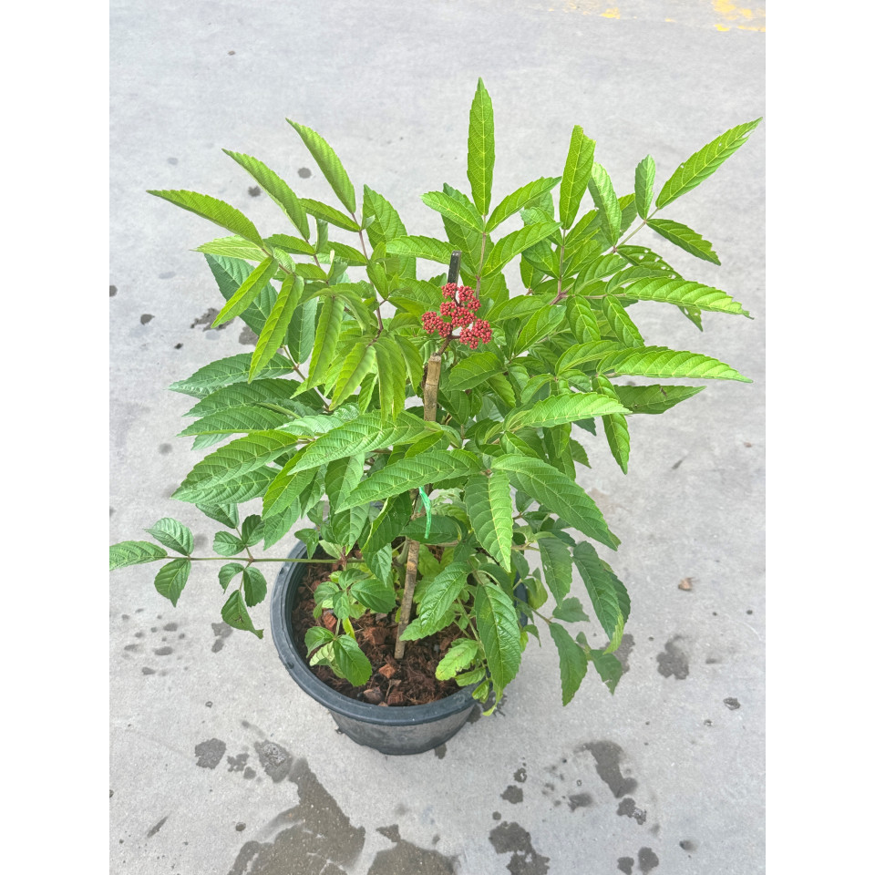 มุมมอง 2