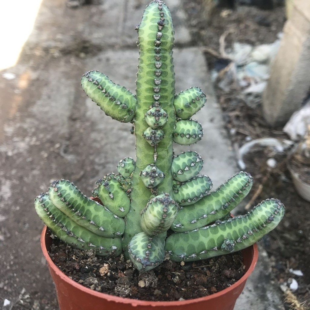 Yabe Kirin Optimus Prime Succulents กระถางต้นไม้ Good Raising Horns Kirin Optimus Prime Cactus Prime