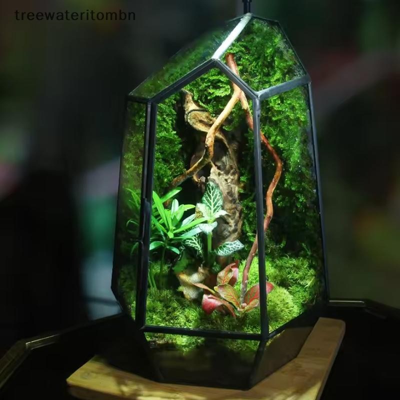Tt Micro Landscape กระถางดอกไม้สร้างสรรค์เครื่องประดับรูปผิดปกติ Moss s แจกันแก้วตกแต่งบ้าน mbn