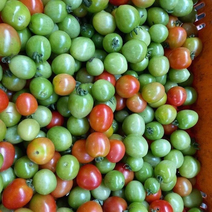 มะเขือเครือส้ม มะเขือเทศอีเป๋อ มะเขือเครือ เมล็ดพันธุ์ 50-100 เมล็ด มีคู่มือปลูก