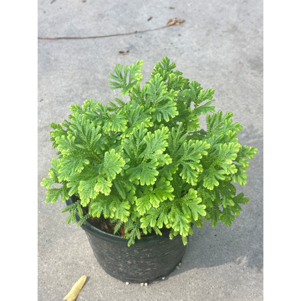 มุมมอง 3