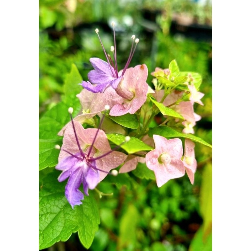 ต้นเรด้า หรือ ต้นหมวกจีน ไม้แดด ออกดอกตลอดปี