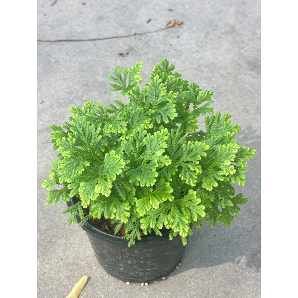 มุมมอง 4