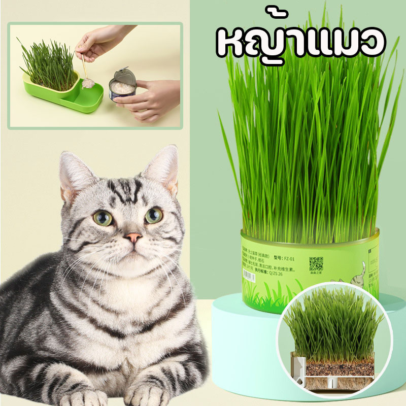 ชุดปลูกหญ้าแมว หญ้าแมวออแกนิก กระป๋องอลูมิเนียม อัตราการงอกสูง ครบชุดพร้อมปลูก ไม่ต้องใช้ดิน มือใหม่ก็ปลูกง่าย