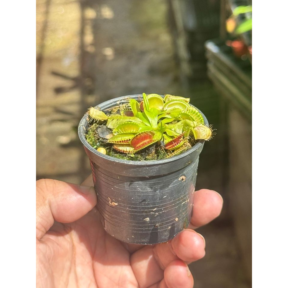 มุมมอง 2