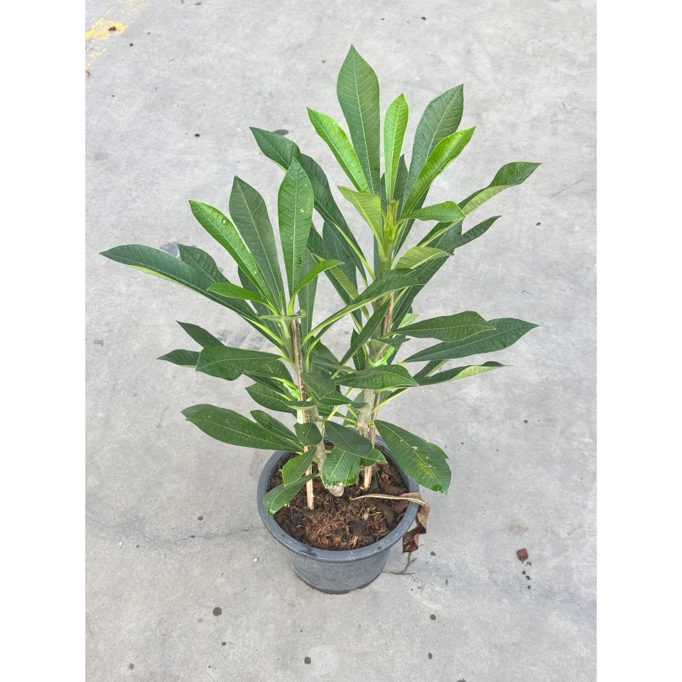 มุมมอง 3