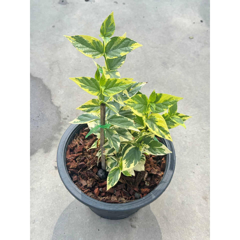 มุมมอง 5