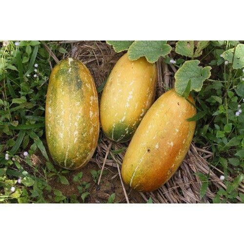 แตงไทยผลรี เมล็ดพันธุ์ 30-70 เมล็ด มีคู่มือปลูก - รูปที่ 4