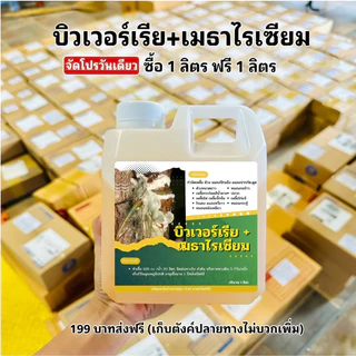 บิวเวอร์เรีย+เมธาไรเซียมGGM 1แถม1