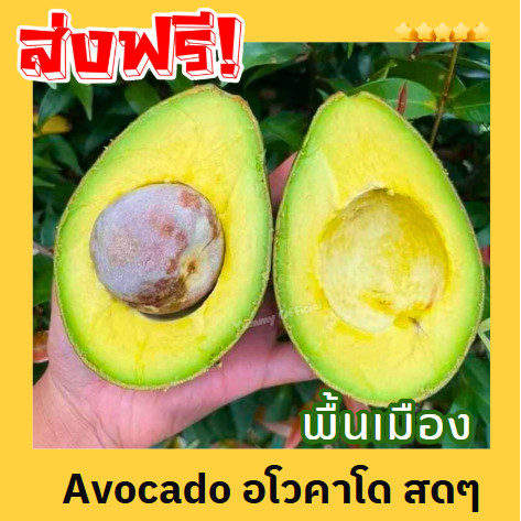 ส่งฟรี ‼️ (1KG)  avocado อโวคาโด้ อโวคาโด อโวคาโด้ อโวคาโด้สด อโวคาโดสด สดจากไร่ อโวคาโด้ พื้นเมือง อะโวคาโด