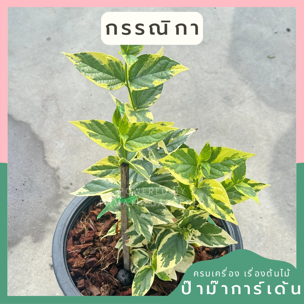 กรรณิการ์  กรรณิกาด่าง กระถาง 11 นิ้ว เป็นไม้ไทย