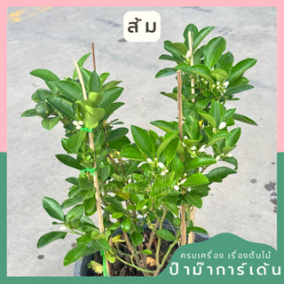 ต้นส้มจี้ด ต้นส้ม มีหลายขนาด 5 นิ้ว - 11 นิ้ว