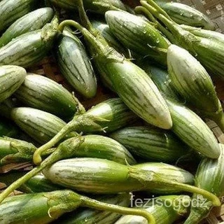 มะเขือลักบี้ตอปิโดเมล็ดพันธุ์ 40-100 เมล็ด สีเขียวลายสวย เนื้อแน่น กรอบ ปลูกง่าย ทนร้อน โตไว ให้ผลดก (ซื้อ 10 แถม1)