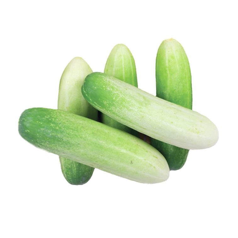 แตงกวาค้าง เมล็ดพันธุ์ 40-100 เมล็ด มีคู่มือปลูก