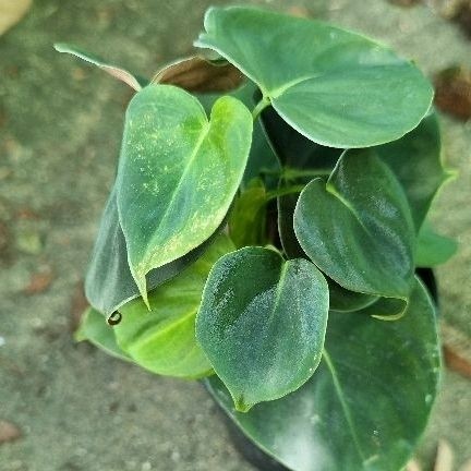 Philodendron Lupinum/ฟิโลเดรนลูพีนั่ม