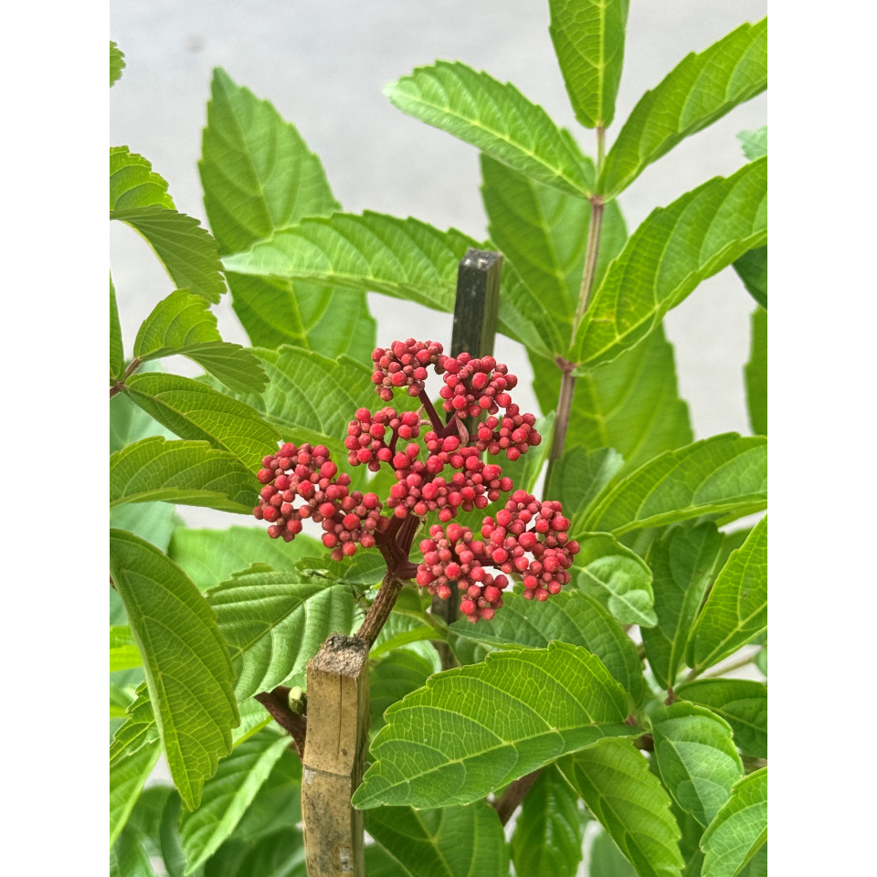 มุมมอง 3