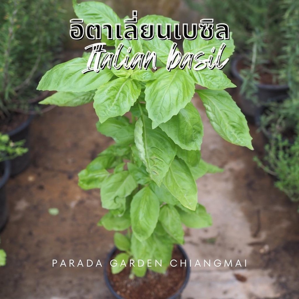 อิตาเลี่ยนเบซิล (Italian basil) กระถาง 5.5"