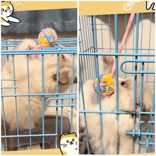 INPET กระดิ่งแมวดังๆ ของเล่นแมว ของเล่นแมวมีบอล บอลมีกระดิ่งสำหรับแมว ลูกบอลของเล่นแมว กระดิ่งทำด้วยผ้าขนสัตว์