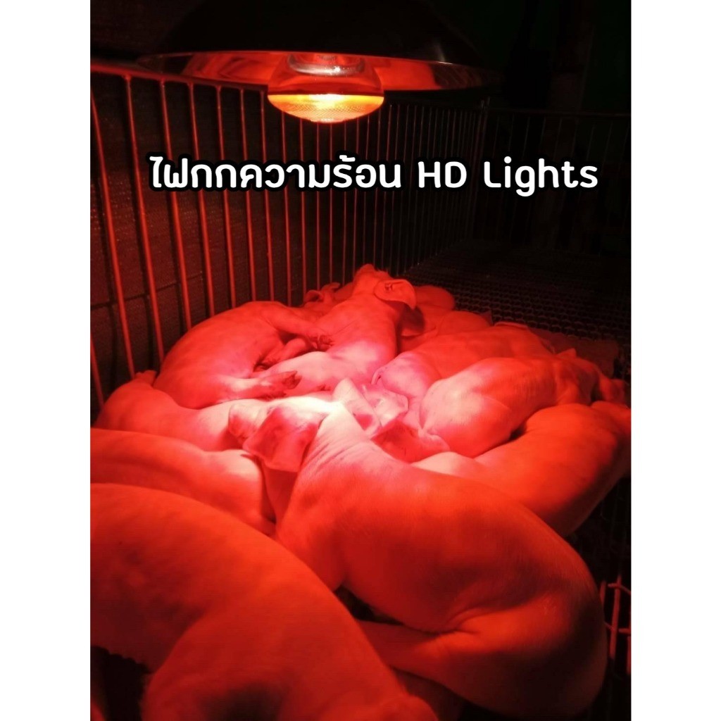 หลอดไฟกกหมู หลอดดไฟความร้อนHD LIGHTS หลอดอินฟาเรดแท้  หลอดไฟกกลูกไก่ ไฟกกหม แบบหนาพิเศษ ไฟกกสัตว์ - รูปที่ 2