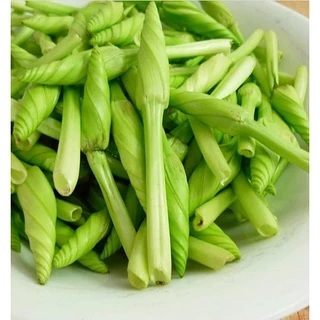ดอกชมจันทร์ เมล็ดพันธุ์ 3-7 เมล็ด มีคู่มือปลูก