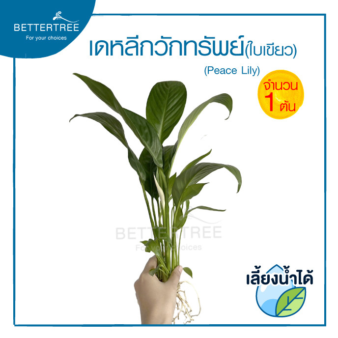 เดหลีกวัทรัพย์(ใบเขียว) (จำนวน 1 ต้น) เลี้ยงน้ำได้ ต้นไม้มงคล ไม้ฟอกอากาศ
