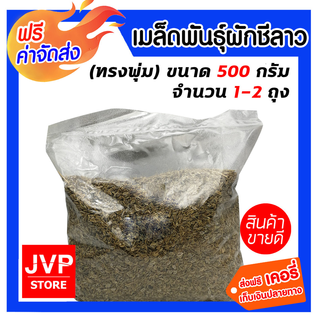 เมล็ดผักชีลาว (ทรงพุ่ม) 500กรัม เลือก 1-2 ถุง เมล็ดพันธุ์คุณภาพ อัตรางอกดีเยี่ยม ต้นพุ่มสวย น้ำหนักดี พร้อมส่ง