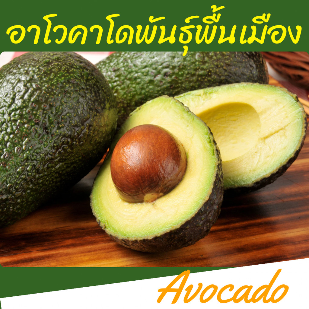 อโวคาโด พร้อมส่ง‼️(1KG) อโวคาโด้ avocado Avocado อโวคาโด พันธุ์พื้นเมือง อโวคาโด้ อโวคาโด อะโวคาโดสด อโวคาโดสดจากสวน
