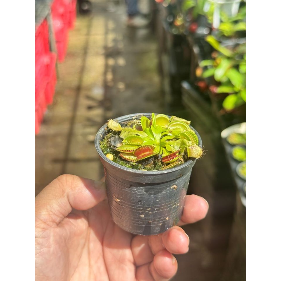 มุมมอง 4