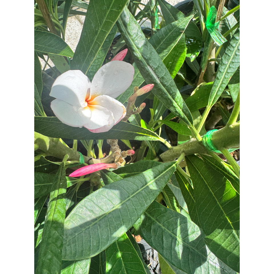 มุมมอง 2