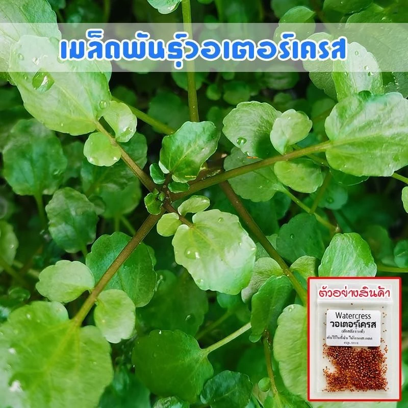 วอเตอร์​เครส​แท้ สลัดน้ำ ​90-200​ เมล็ด​ เมล็ดพัน​ธุ์​ watercress